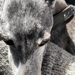 Meet your Posher, Devon